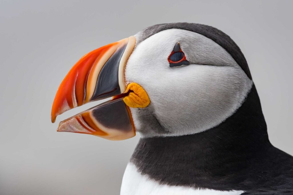 atlantic-puffin-portrait-in-maine-UWNUYNC.jpg